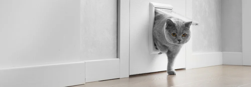 Graue Katze geht durch Katzenklappe